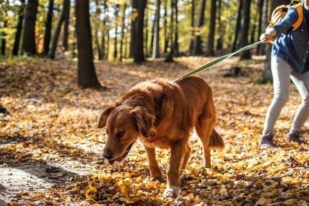 Apprendre à son chien à marcher en laisse : adopter les bons réflexes