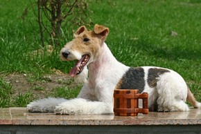 Fox terrier couche sur une table avec une tasse