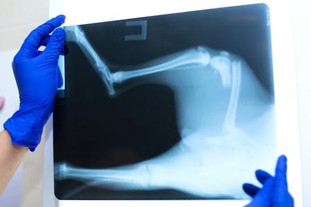 Fracture chien radiographie adobestock 280074723