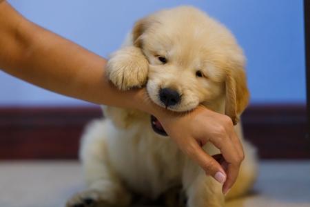 Goden retriever chiot qui mordille adobestock 414128969