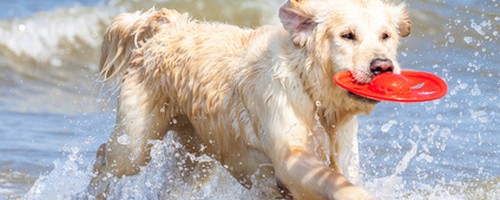 Golden retriever a la mer avec son frisbee