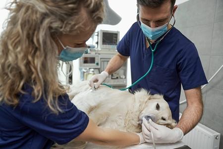 Anesthésie du chien : préparation, déroulement, prix, etc.