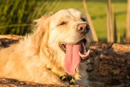 Golden retriever assoiffe deshydrate adobestock 78407004