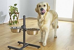 Golden retriever avec un support de gamelles