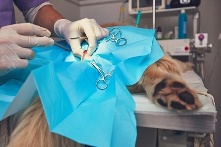 Biopsie chez le chien : déroulement, dangers, tarif