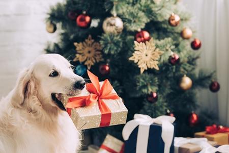 Golden retriever cadeau noel adobestock 232967176