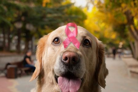 Golden retriever cancer adobestock 488742164