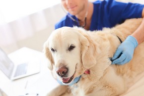 Golden retriever chez le veterinaire