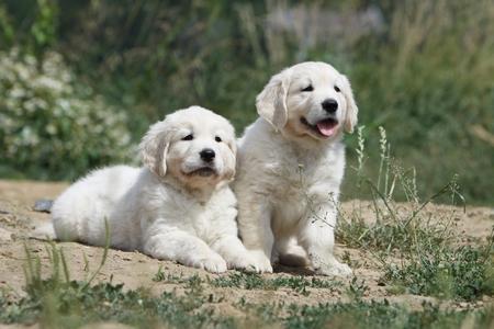 Golden retriever chiot couche adobestock 29581057