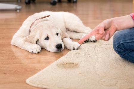 Golden retriever chiot pipi adobestock 74686456