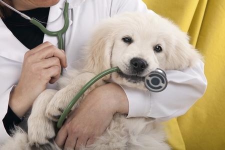 Golden retriever chiot veterinaire adobestock 39639815