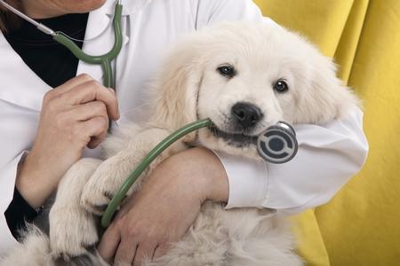 Scanner pour mon chien : déroulement, prix, pourquoi