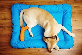 Tout sur l'opération du tendon fléchisseur superficiel