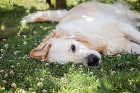 Coma chez le chien : symptômes, causes, que faire…