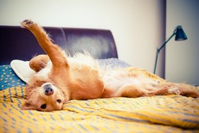 Golden retriever couché sur un lit