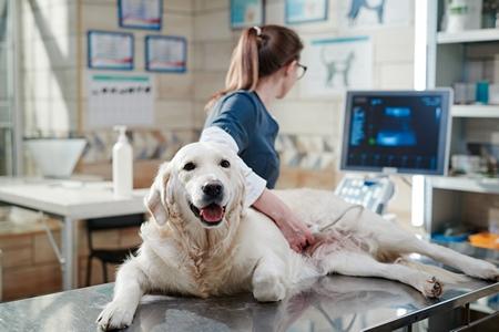 Golden retriever echographie adobestock 480987184