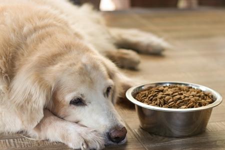 Golden retriever gamelle croquette adobestock 295063536