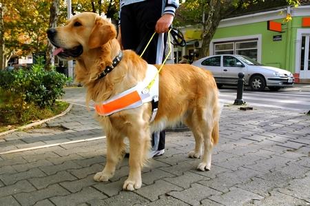 Golden retriever maitre harnais adobestock 3140523