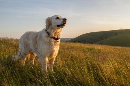 Golden retriever nature adobestock 85904537