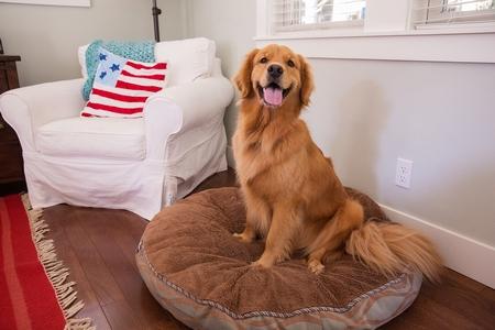 Golden retriever panier adobestock 67973477 2