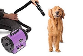 Golden retriever qui se fait secher au sechoir pulseur pour chien