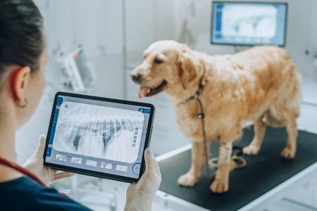 Golden retriever radioscopie veterinaire adobestock 596617003