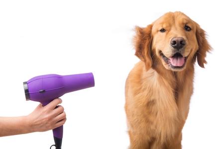 Golden retriever toilettage adobestock 76335586