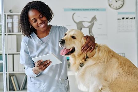 Golden retriever veterinaire adobestock 530748544