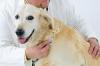 Golden retriever veterinaire adobestock 53859910