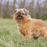 Griffon bruxellois chiot nature adobestock 15050521