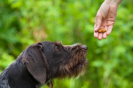Éduquer facilement votre chien au pas toucher