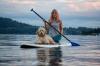 Griffon vendeen cani paddle eau adobestock 216056314