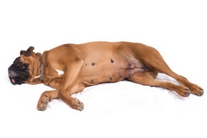 Tout savoir sur la grossesse nerveuse d'une chienne  !