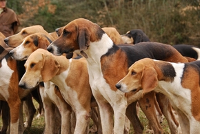 Groupe de chiens courant