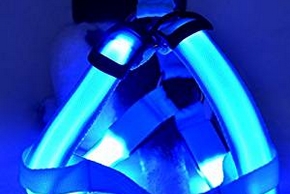 Harnais lumineux bleu pour chien