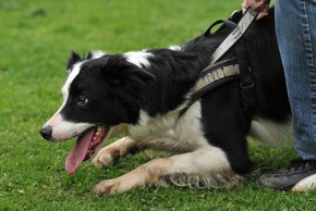 Harnais pour flyball
