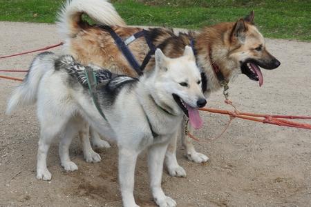 Husky cani kart attelage adobestock 266016101