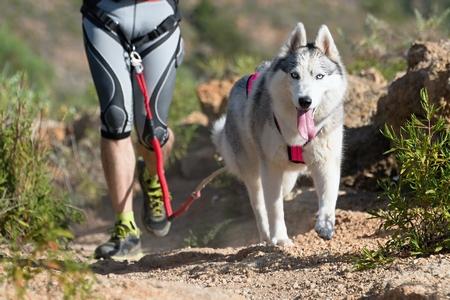 Husky canicross adobestock 102793777