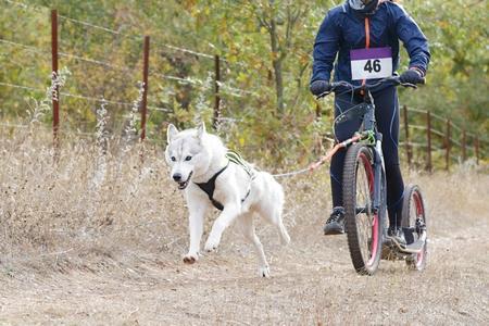 Cani-trottinette : comment pratiquer ? matériel, équipement