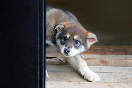 Husky chiot craintif adobestock 298855891 copie