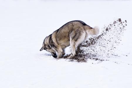 Husky siberien creuse montagne adobestock 126717964