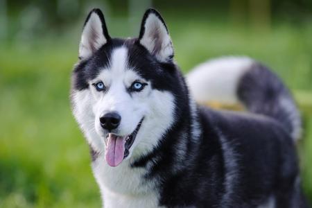 Husky siberien langue adobestock 100800827 2