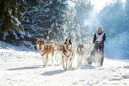 Husky siberien traineau meute adobestock 180040549