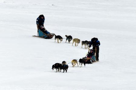 Husky traineau adobestock 279765169