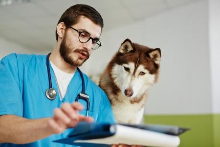 Husky veterinaire adobestock 158268941