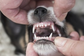 Opération d'une hemimandibulectomie chez le chien