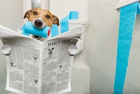 Jack russel aux toilettes