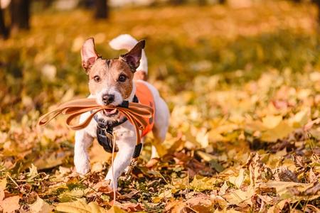 Promener son chien : en ville, en campagne, en montagne