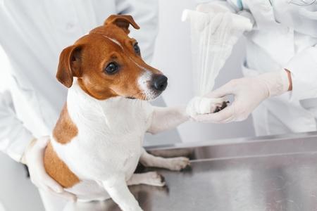 Jack russel bandage veterinaire adobestock 199467261