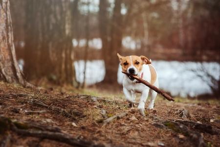 Jack russel baton adobestock 166364749